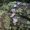 Crustose lichen with foliose lichen