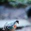 Bleeding heart dove