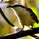 Rufous-Naped Wren