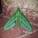 Hawk Moth