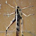 Garden Locust