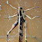 Garden Locust