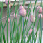 Chives