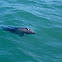 Heaviside's dolphin