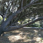 Shee Oak