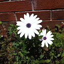 Estrella Polar, Trailing African Daisy