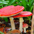 Hongos y Líquenes CR