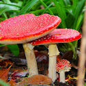 Amanita muscaria