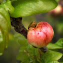 Oak Apple