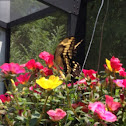 Giant Swallowtail