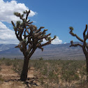 Joshua Tree