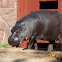 Pygmy hippopotamus