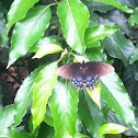 Swallowtail