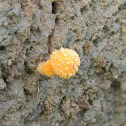 Fungi