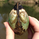 Mussel