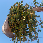 The Date Palm