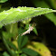 Buzzer midge