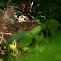 White-tailed Deer