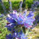 Viper's Bugloss
