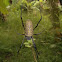 Orb Spider
