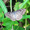 Common wanderer