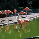 Caribbean Flamingos