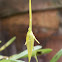 Orquídea miniatura