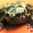variable ramanella