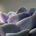 Ghost Echeveria