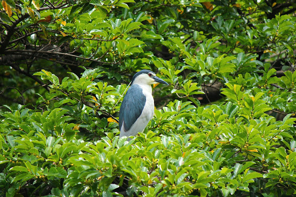Spotting Image 1