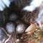 House sparrow