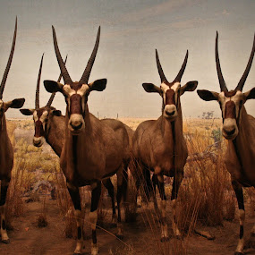 by Leire Unzueta - Wildlife Mammals