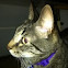 Tabby Domestic shorthair