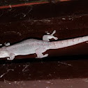 Gecko