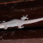 Gecko