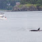 Killer whale