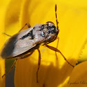 Big-eyed Bug