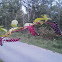 Pokeweed 