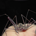 whip spider