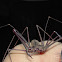 whip spider
