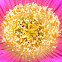 Carpobrotus chilensis