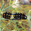 Anise Swallowtail 2nd instar larvae