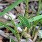 Katydid