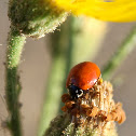 Spotless Ladybird Beetle