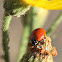 Spotless Ladybird Beetle