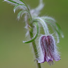 Small Pasque Flower