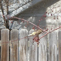 Cedar Waxwing