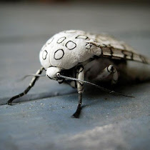 Arthropods in Houston