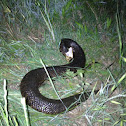 Western cottonmouth
