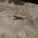 Brown Anole